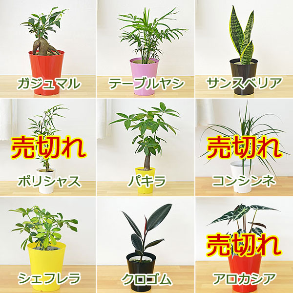 選べる観葉植物 5鉢セット 植物の種類