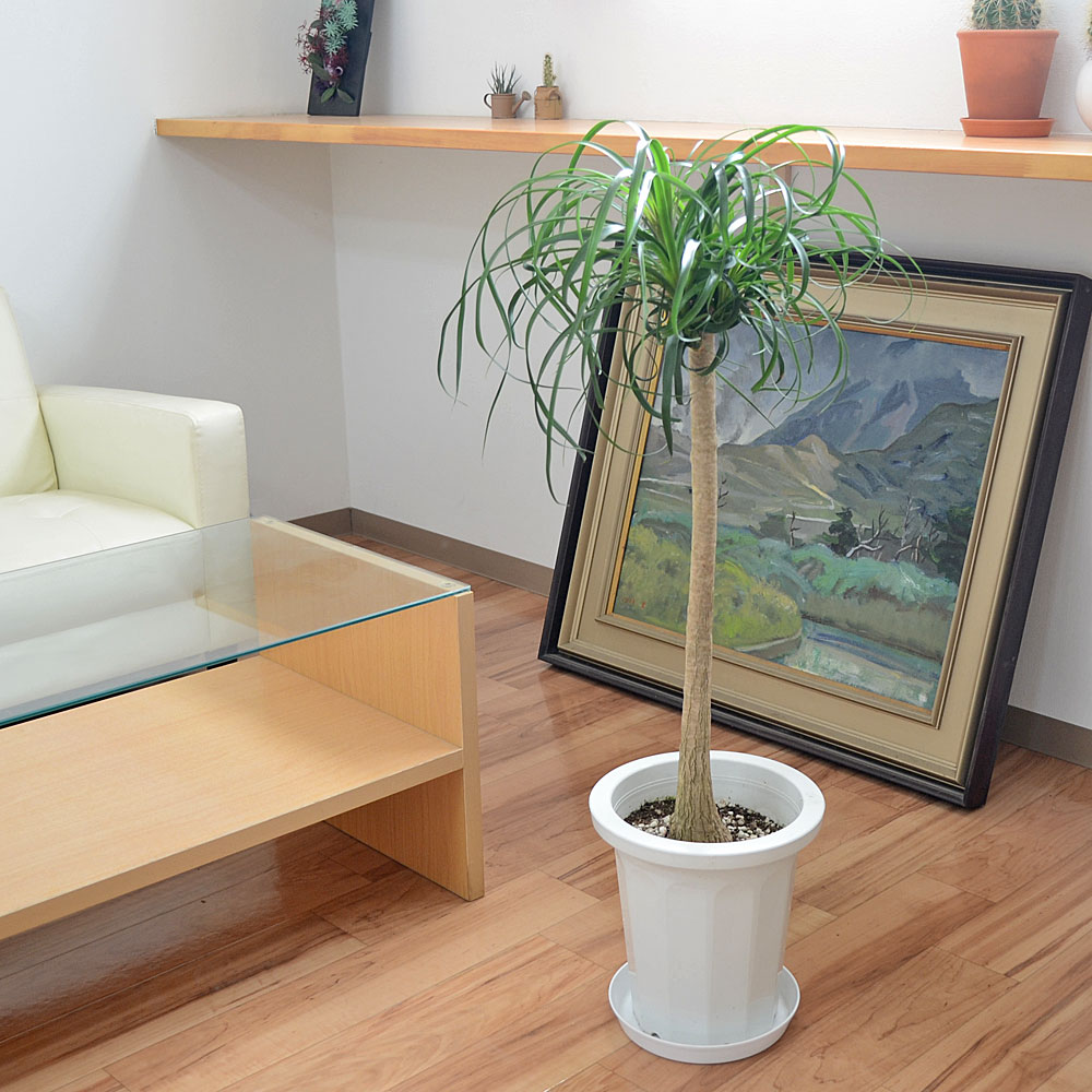 送料無料 観葉植物 ポニーテール トックリラン 中鉢 8号 観葉植物の販売 ギフトならフラワーコーポレーション 送料無料 観葉植物 ポニーテール トックリラン 中鉢 8号 観葉植物の販売 ギフトならフラワーコーポレーション