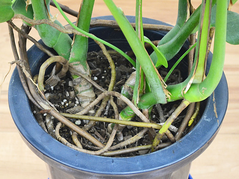観葉植物モンステラ 8号サイズ 設置イメージ