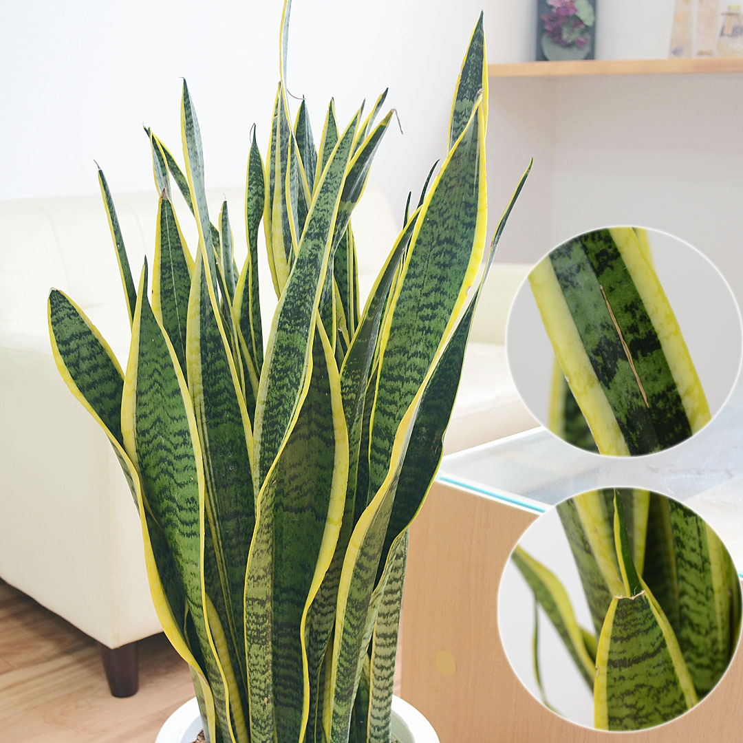 観葉植物 サンスベリア 8号 葉の拡大