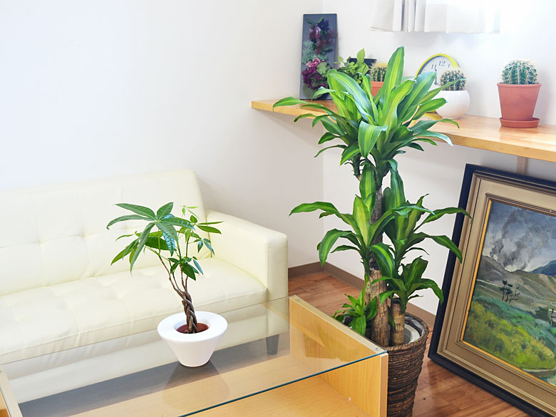 観葉植物 幸福の木(ドラセナ・マッサンゲアナ) 8号 鉢カバー付き 設置イメージ2