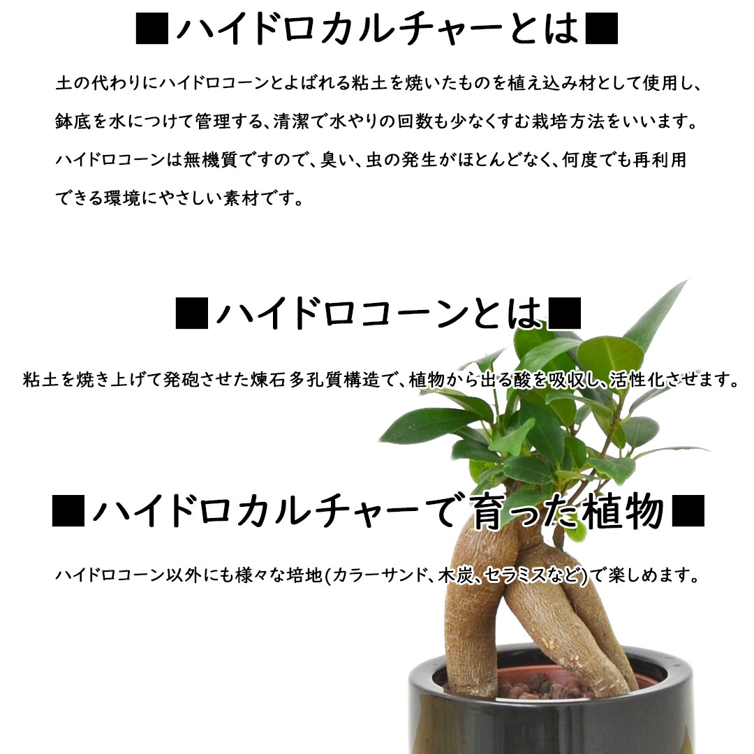 ミニ観葉植物 ハイロドカルチャー 説明