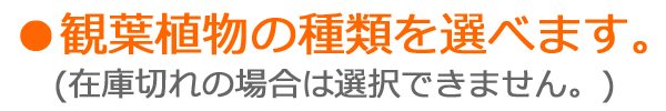 ハイドロカルチャー 観葉植物の種類を選べます