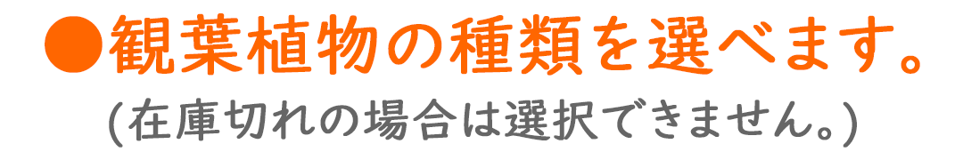 ハイドロカルチャー 植物は選べます
