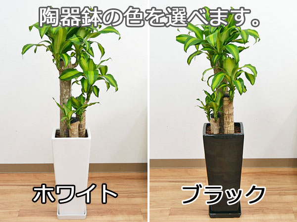 観葉植物幸福の木(ドラセナ・フラグランス・マッサンゲアナ) 陶器鉢植え 7号 選べる陶器鉢の色