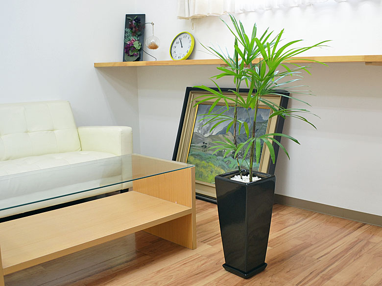 観葉植物 棕櫚竹 ロングスクエア陶器鉢植え 7号 ブラックイメージ