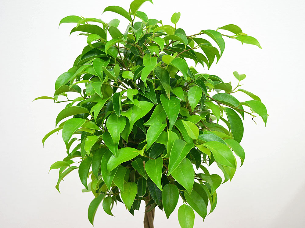 観葉植物 ベンジャミン スクエア陶器鉢植え 葉の拡大