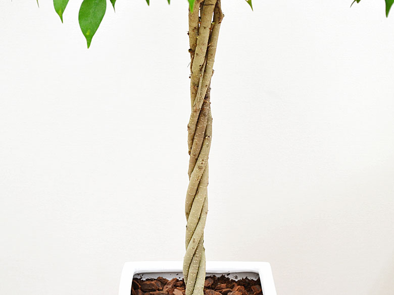 観葉植物 ベンジャミン スクエア陶器鉢植え 幹の拡大