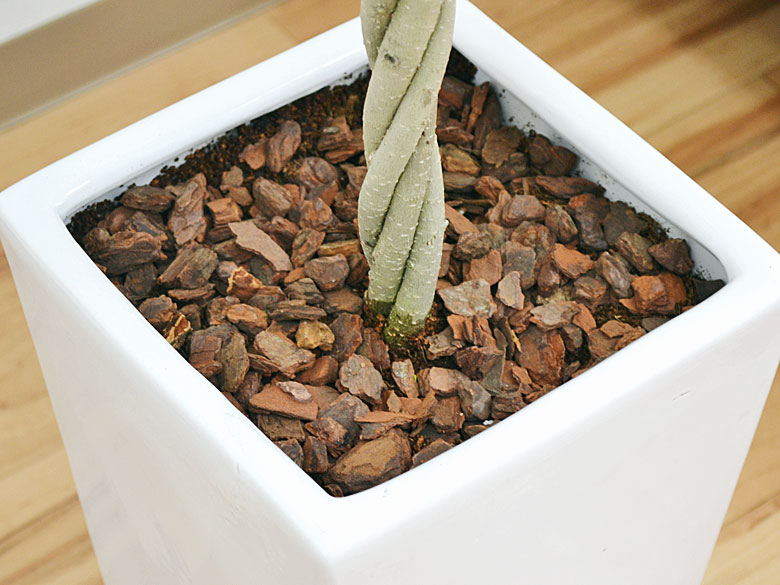 観葉植物 ベンジャミン スクエア陶器鉢植え バークチップの拡大