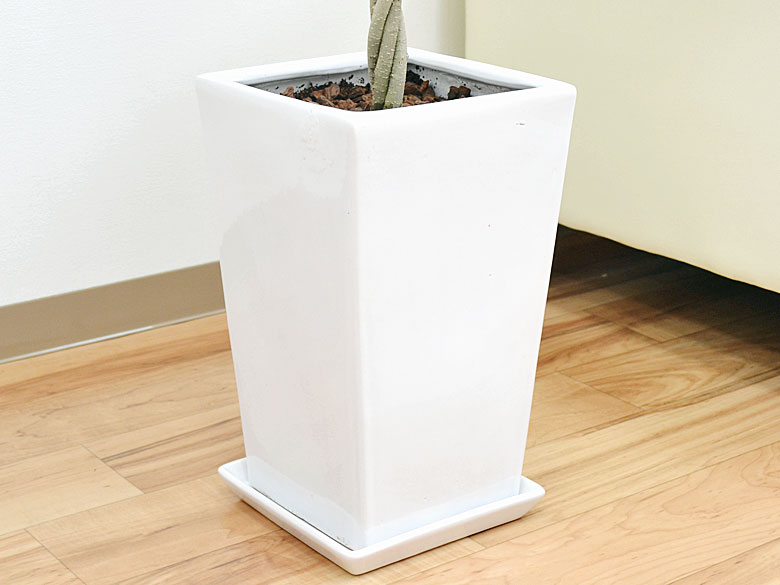 観葉植物 ベンジャミン スクエア陶器鉢植え 陶器鉢の拡大