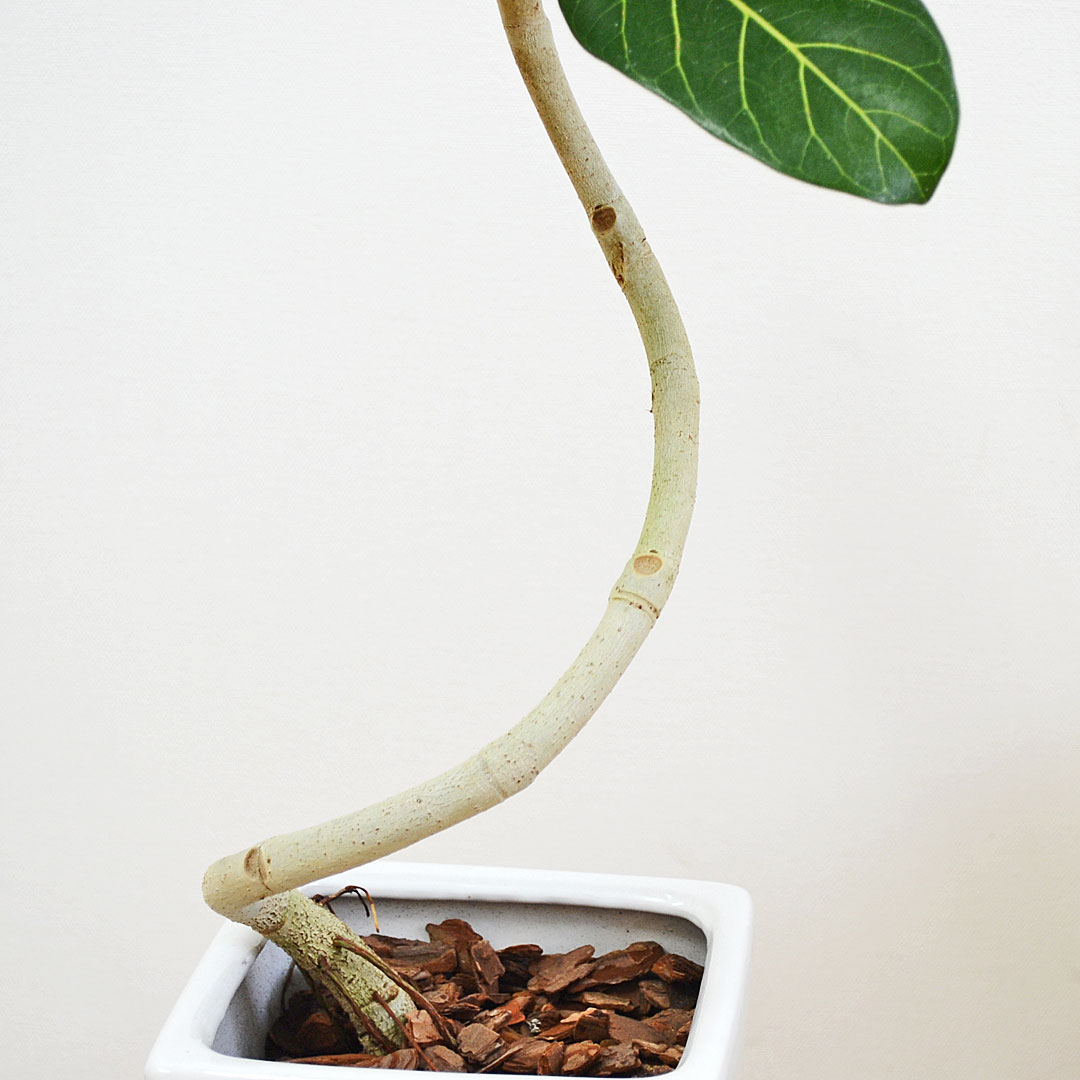 観葉植物 フィカス・ベンガレンシス 陶器鉢 幹の拡大