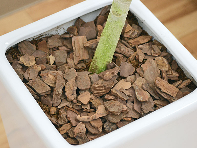 観葉植物 フィカス・ベンガレンシス 陶器鉢 土の表面の拡大