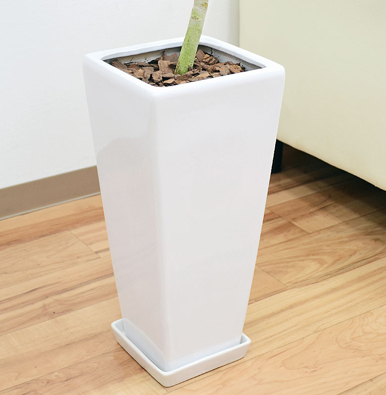 観葉植物 フィカス・ベンガレンシス 陶器鉢 陶器鉢の拡大