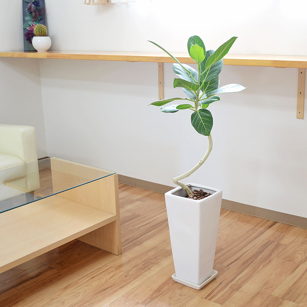 観葉植物 フィカス・ベンガレンシス 陶器鉢 イメージ2