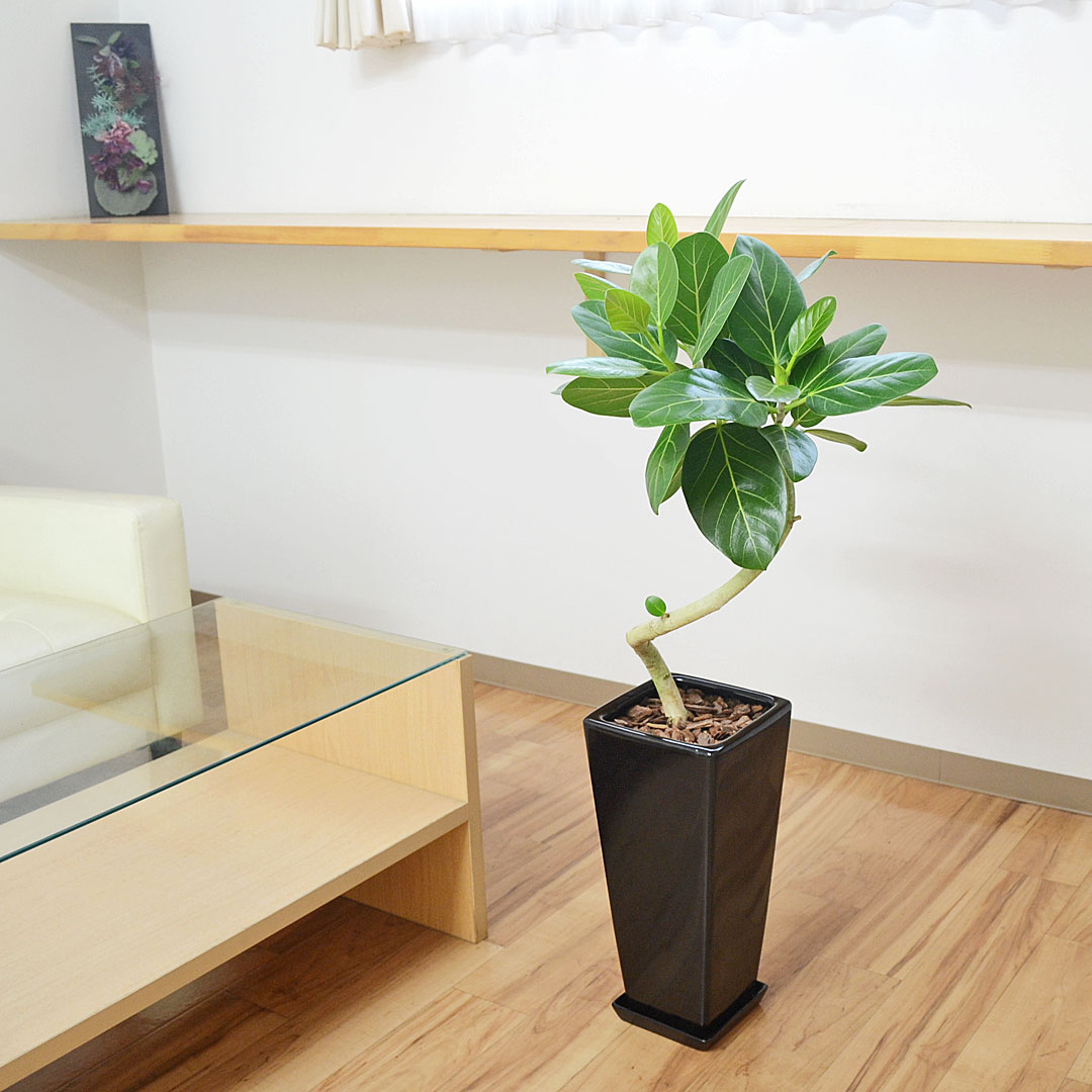 観葉植物 フィカス・ベンガレンシス 曲がり 陶器鉢 イメージ4
