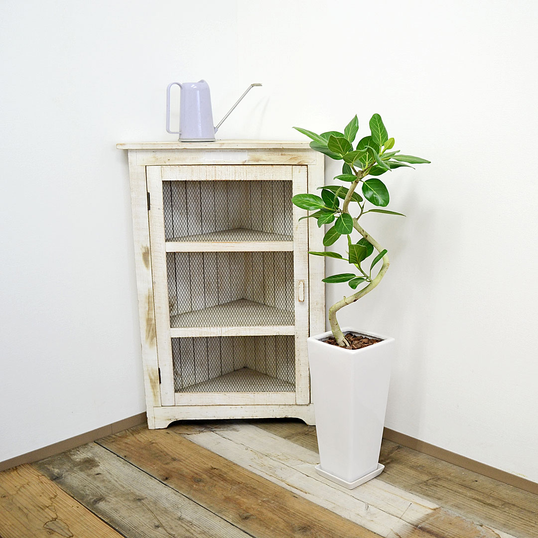観葉植物 フィカス・ベンガレンシス 曲がり 陶器鉢 イメージ2