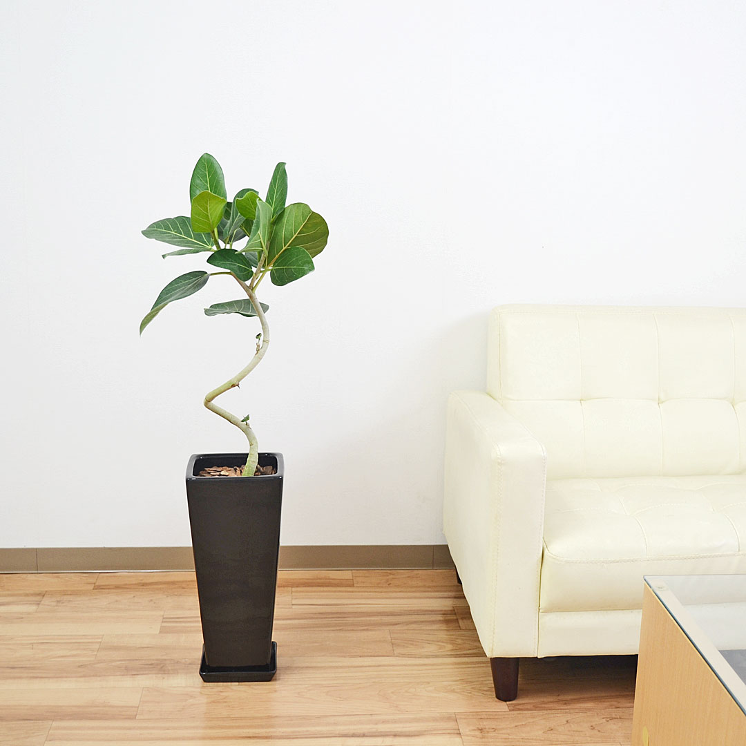 観葉植物 フィカス・ベンガレンシス 陶器鉢 イメージ3