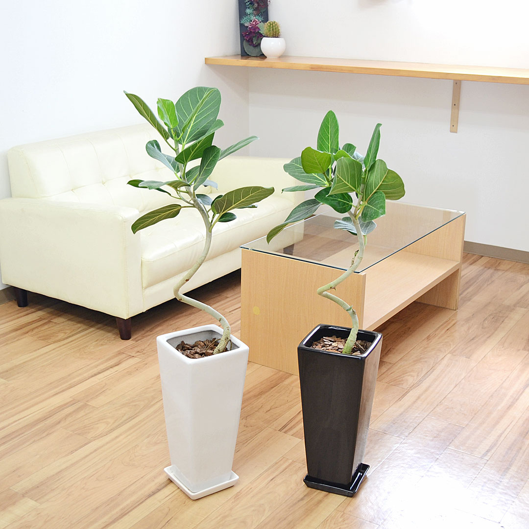 観葉植物 フィカス・ベンガレンシス 陶器鉢 イメージ4