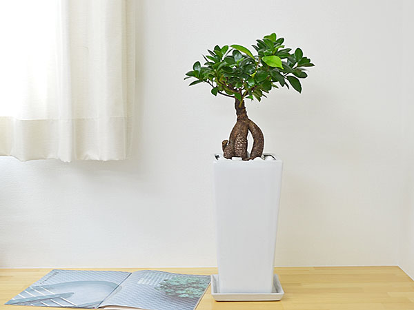 観葉植物 ガジュマル(多幸の木) スクエア陶器鉢植え