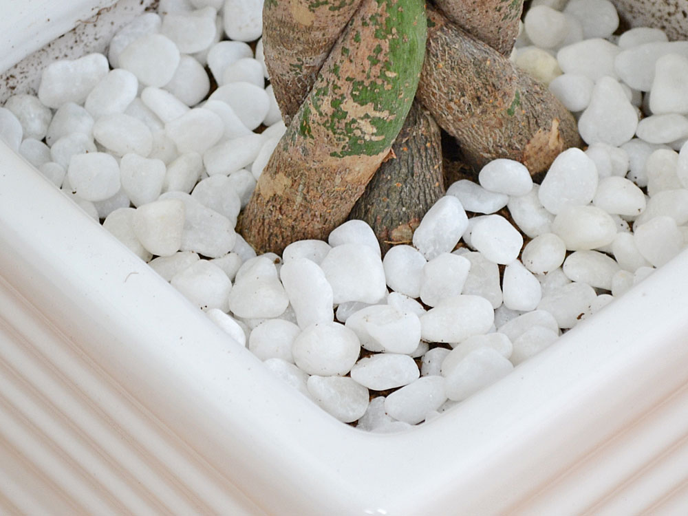 観葉植物 パキラ 陶器鉢 白石の拡大
