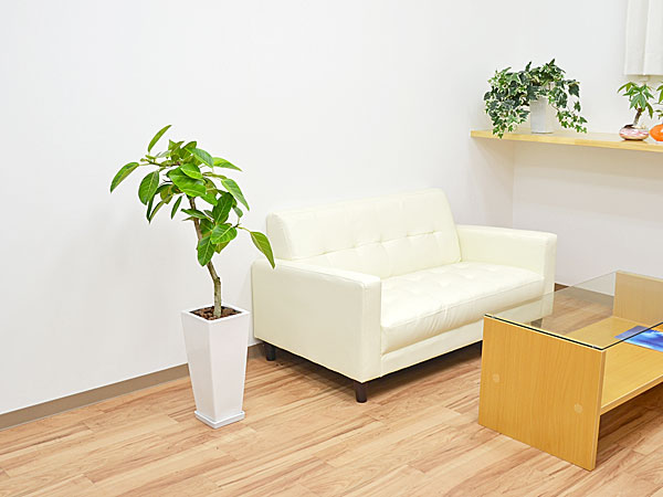 送料無料 観葉植物 フィカス アルテシーマ アルテシマゴム ロングスクエア陶器鉢植え 7号サイズ 観葉植物 の販売 ギフトならフラワーコーポレーション 送料無料 観葉植物 フィカス アルテシーマ アルテシマゴム ロングスクエア陶器鉢植え 7号サイズ 観葉植物 の販売 ギフトならフラワーコーポレーション