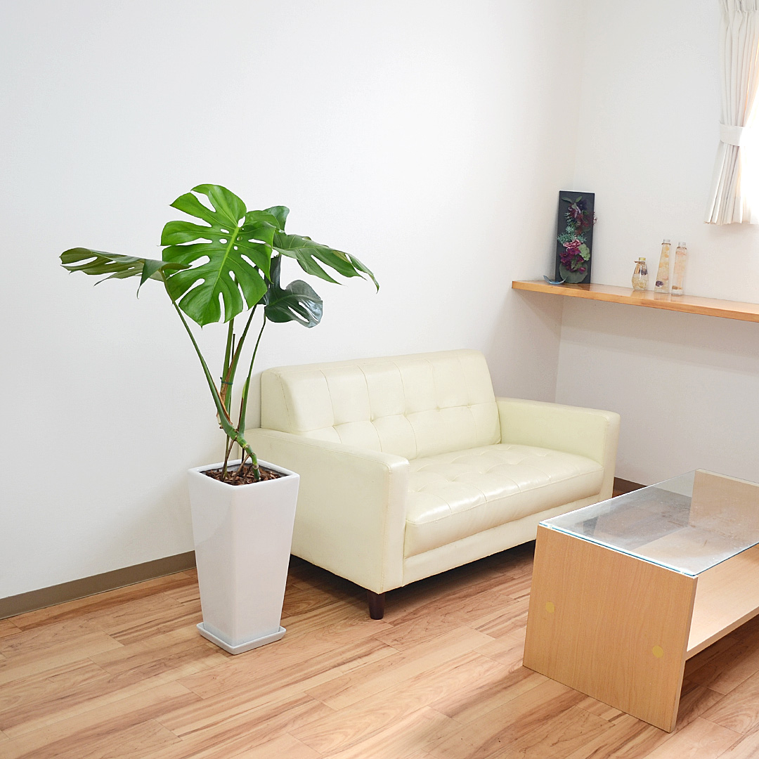 観葉植物の販売・ギフトならフラワーコーポレーション / 観葉 