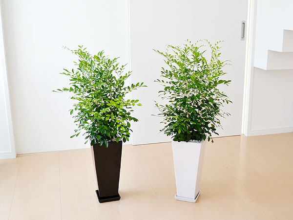 送料無料 観葉植物 シルクジャスミン ゲッキツ ロングスクエア陶器鉢植え 7号 観葉植物の販売 ギフトならフラワーコーポレーション