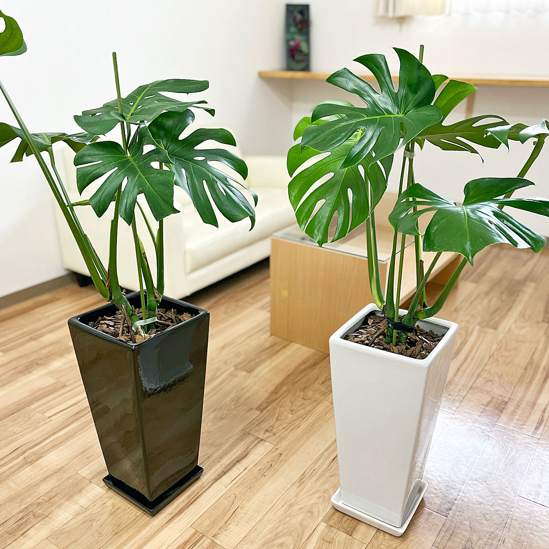 観葉植物の販売・ギフトならフラワーコーポレーション / 観葉植物 
