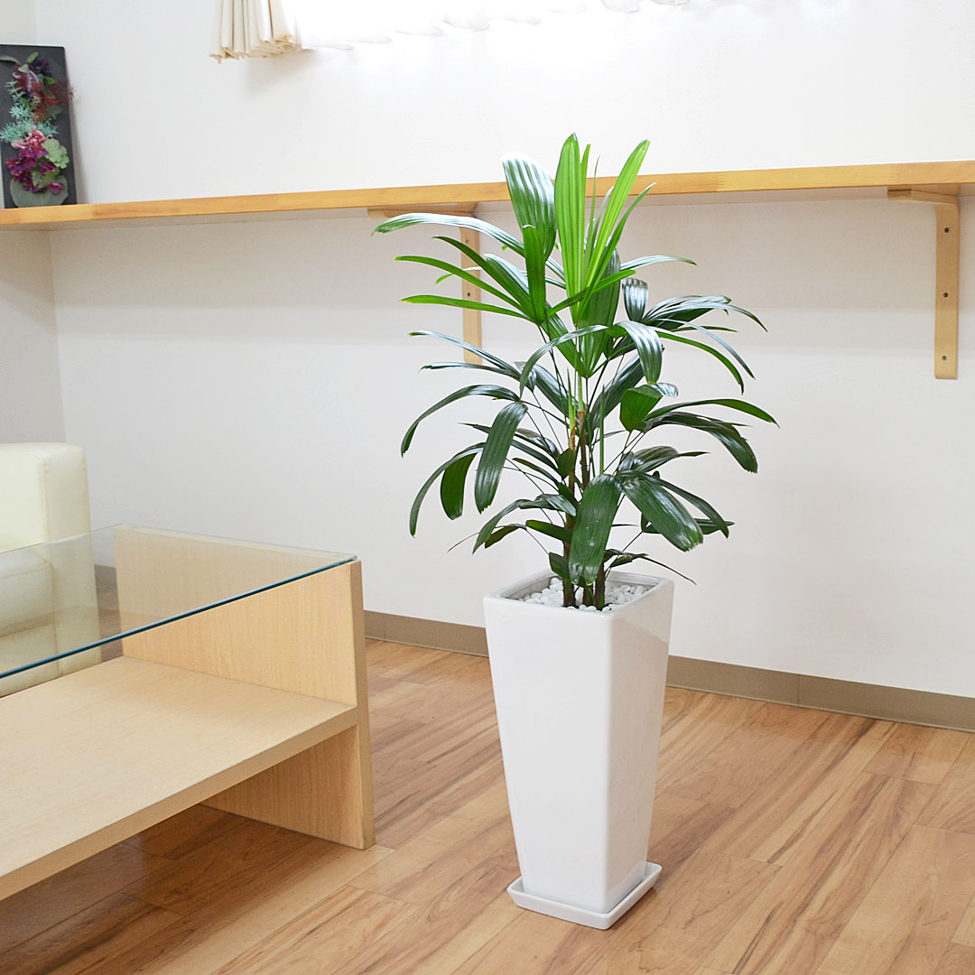 観葉植物 観音竹 陶器鉢 7号 イメージ2