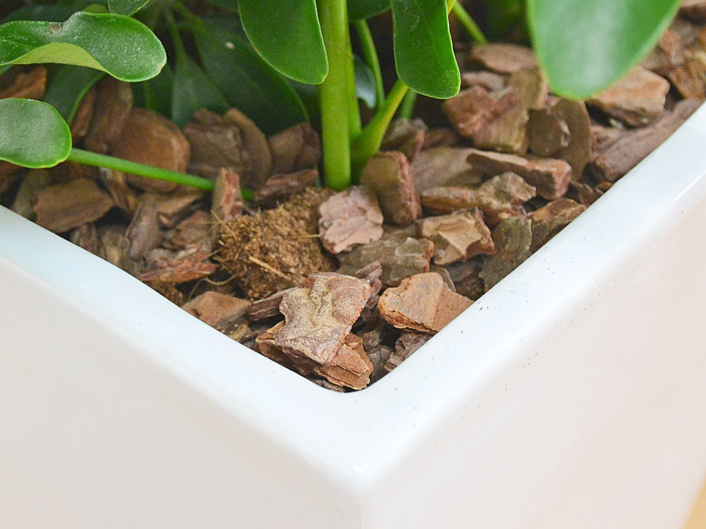 送料無料 観葉植物 斑入りホンコンカポック シェフレラ スクエア陶器鉢植え 7号サイズ 観葉植物の販売 ギフトならフラワーコーポレーション 送料無料 観葉植物 斑入りホンコンカポック シェフレラ スクエア陶器鉢植え 7号サイズ 観葉植物の販売 ギフトならフラワーコーポレーション