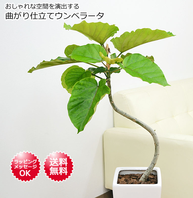 送料無料 観葉植物 フィカス ウンベラータ ゴム 曲がり仕立て ロングスクエア陶器鉢植え 7号 観葉植物の販売 ギフトならフラワーコーポレーション