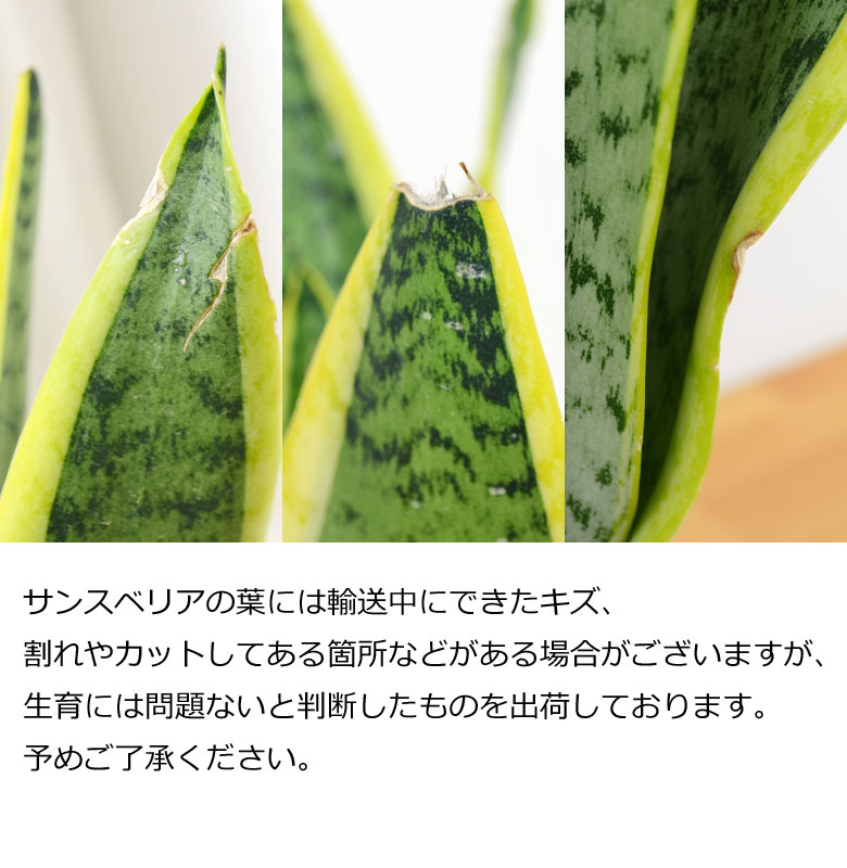 観葉植物 サンスベリア ボール型陶器鉢 5号 葉のキズ拡大