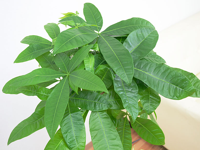 送料無料 観葉植物パキラ寄せ植え スクエア陶器鉢 観葉植物の販売 ギフトならフラワーコーポレーション