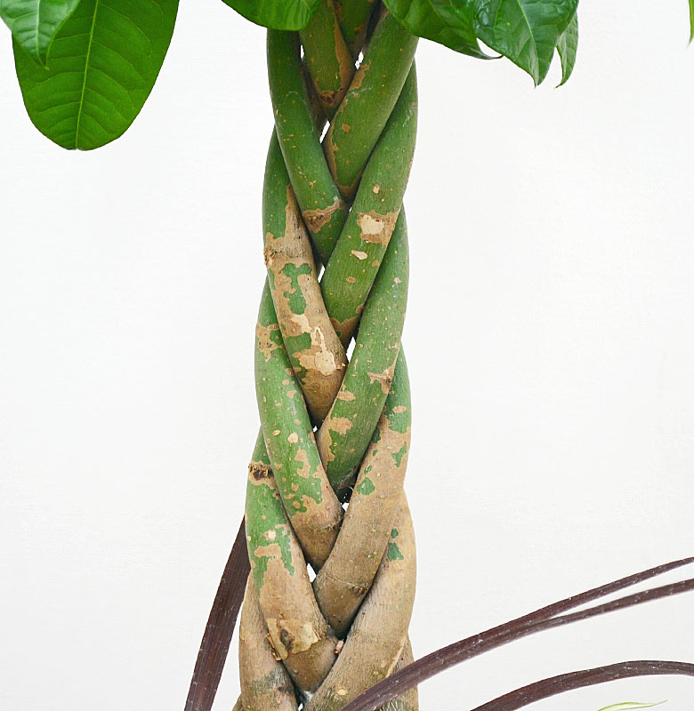 送料無料 観葉植物パキラ寄せ植え スクエア陶器鉢 観葉植物の販売 ギフトならフラワーコーポレーション