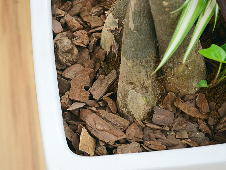 送料無料 観葉植物パキラ寄せ植え スクエア陶器鉢 観葉植物の販売 ギフトならフラワーコーポレーション