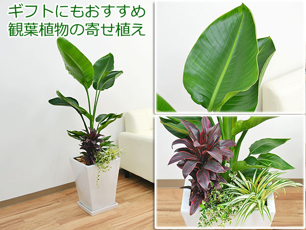 送料無料 観葉植物ストレリチア オーガスタ寄せ植え スクエア陶器鉢 観葉植物の販売 ギフトならフラワーコーポレーション 送料無料 観葉植物ストレリチア オーガスタ寄せ植え スクエア陶器鉢 観葉植物の販売 ギフトならフラワーコーポレーション