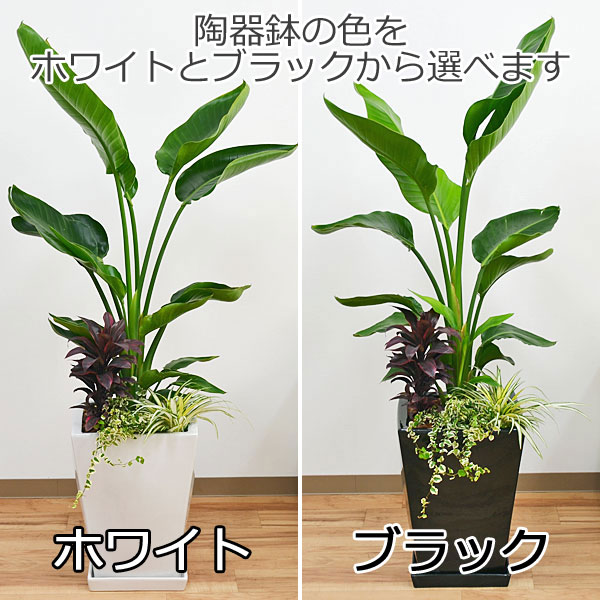 送料無料 観葉植物ストレリチア オーガスタ寄せ植え スクエア陶器鉢 観葉植物の販売 ギフトならフラワーコーポレーション