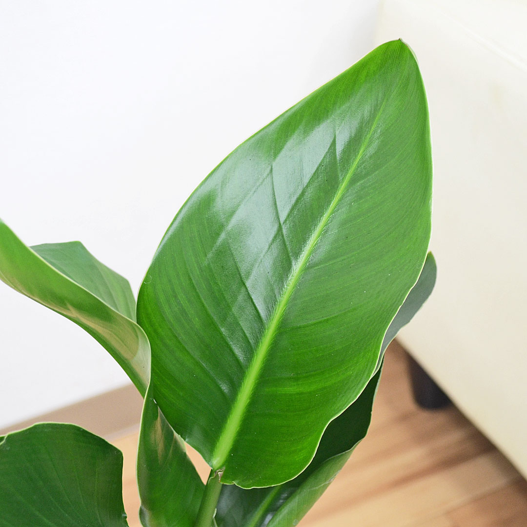 観葉植物 オーガスタ 6号 陶器鉢 葉の拡大
