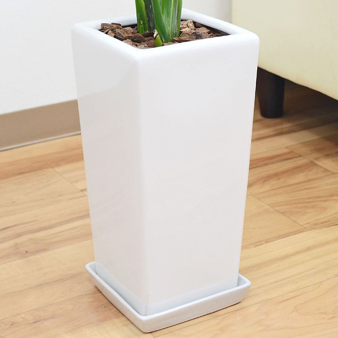 観葉植物 オーガスタ 6号 陶器鉢 陶器鉢の拡大