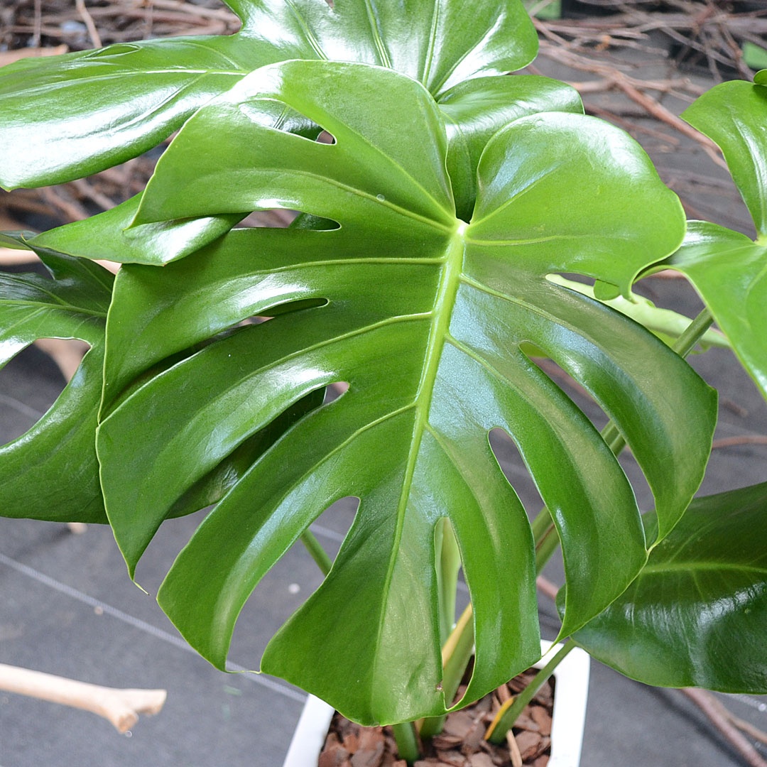 観葉植物 モンステラ 6号 陶器鉢 葉の拡大