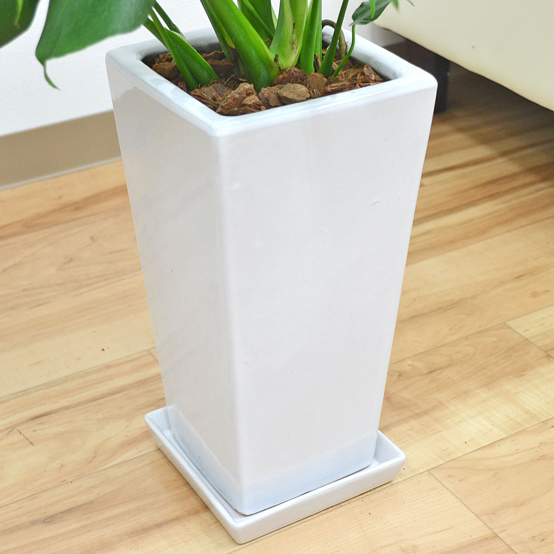 観葉植物 モンステラ 6号 陶器鉢 陶器鉢の拡大