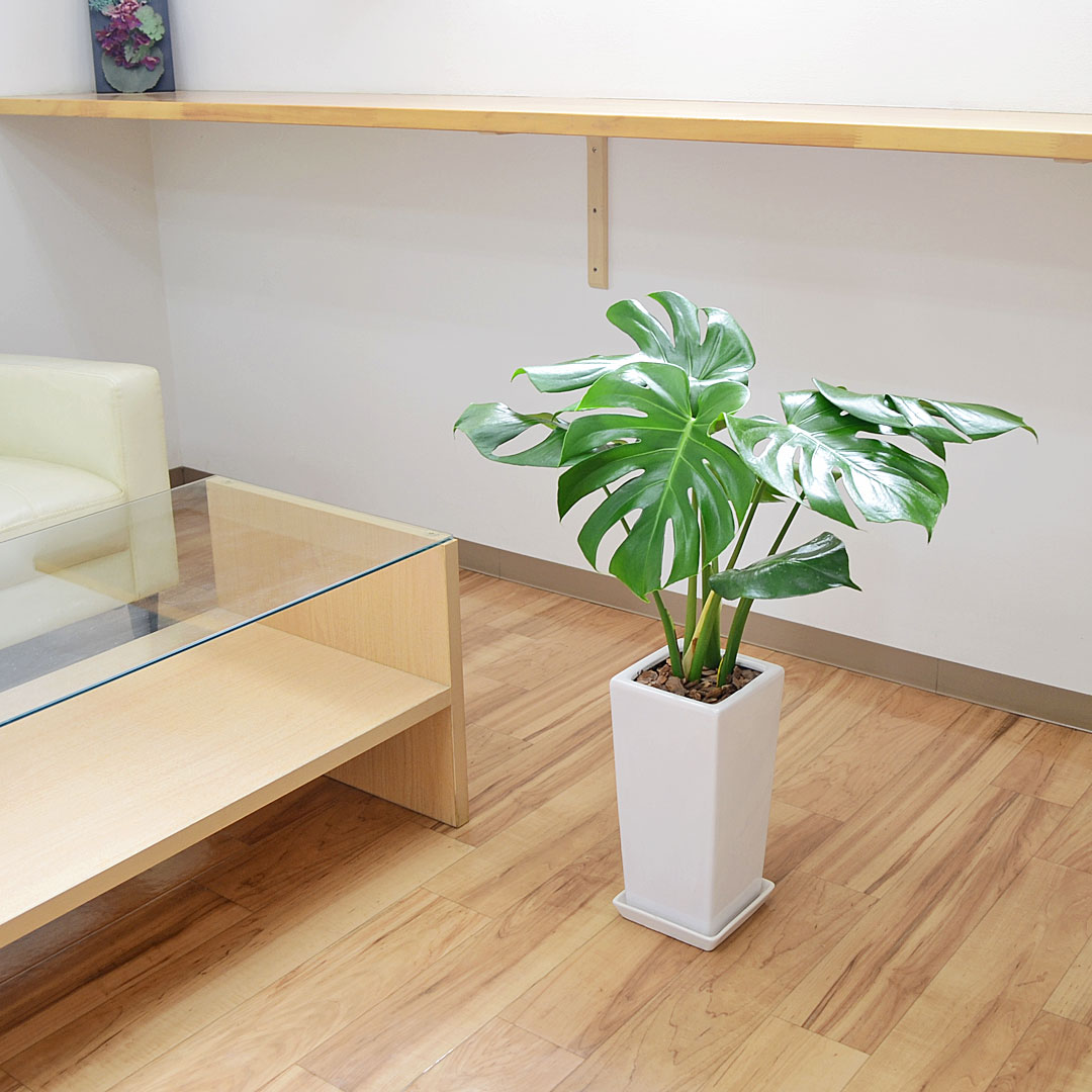 観葉植物 モンステラ 6号 陶器鉢 イメージ