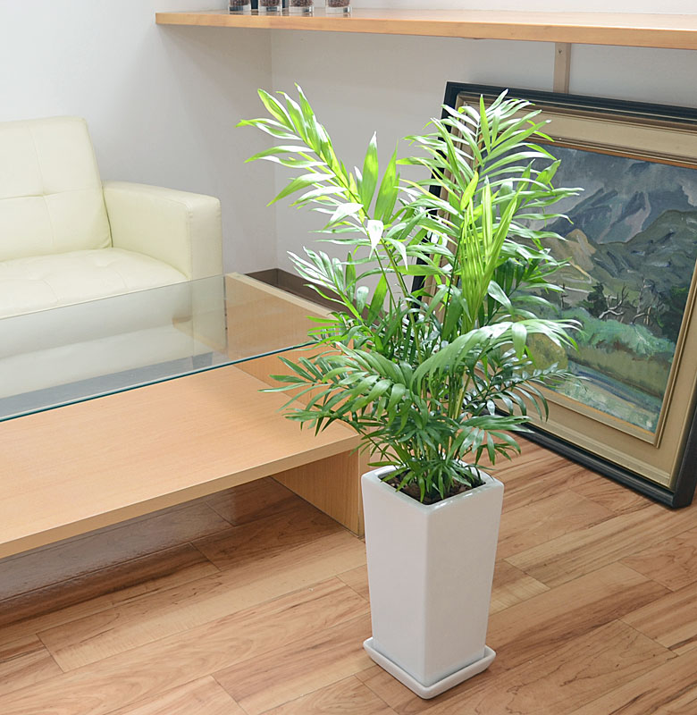 観葉植物 テーブルヤシ 6号 陶器鉢 イメージ2