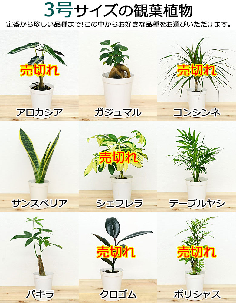 観葉植物 6号3号 鉢カバー付き(6号のみ) 2鉢セット 3号の種類