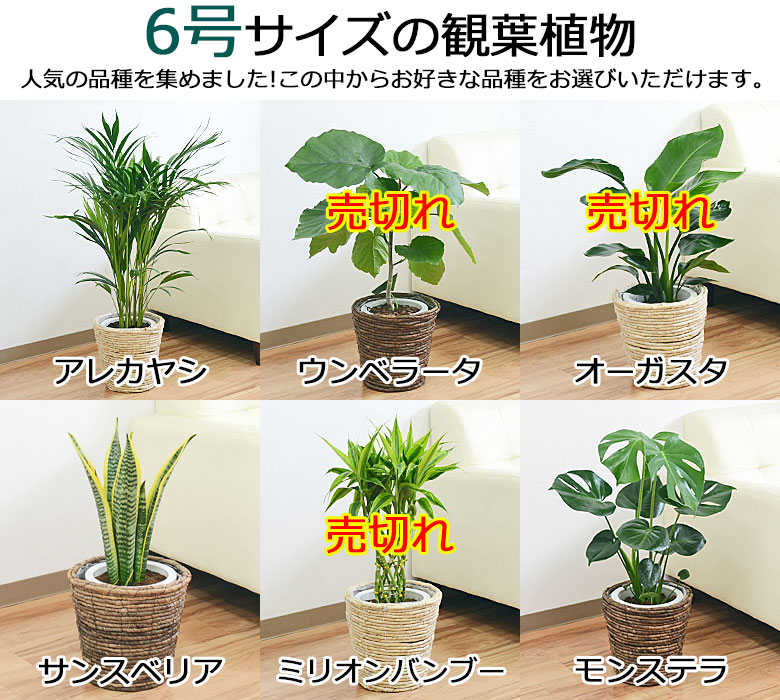 観葉植物 6号3号 鉢カバー付き(6号のみ) 2鉢セット 6号の種類