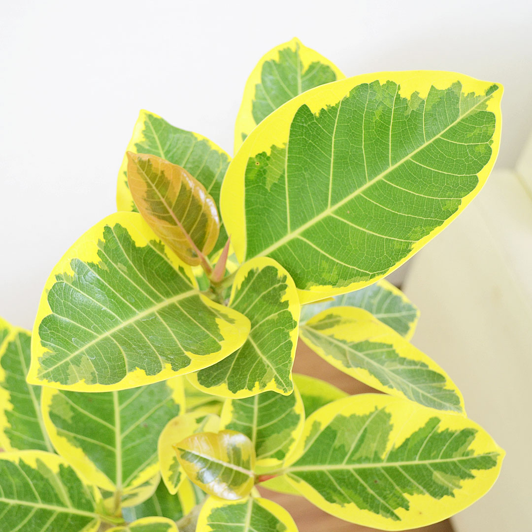 観葉植物 フィカス・アルテシーマ 曲がり 陶器鉢 葉の拡大