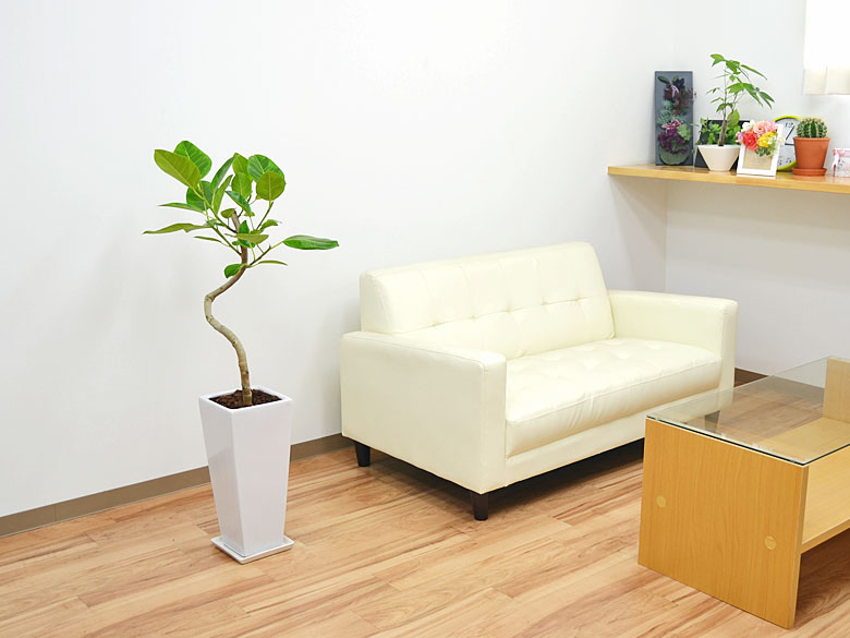 観葉植物フィカス・アルテシーマ らせん曲がり仕立て ロングスクエア陶器鉢植え 7号 設置イメージ