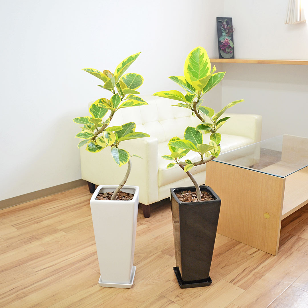 観葉植物 フィカス・アルテシーマ 曲がり 陶器鉢 イメージ