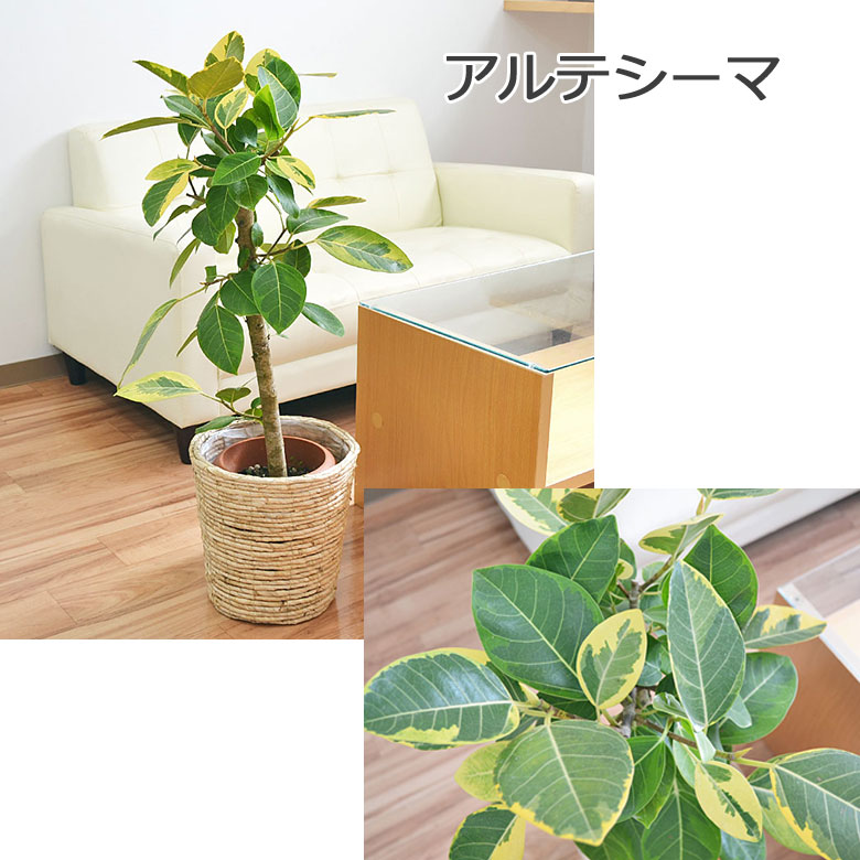 観葉植物 フィカス・アルテシーマ 7号 イメージ