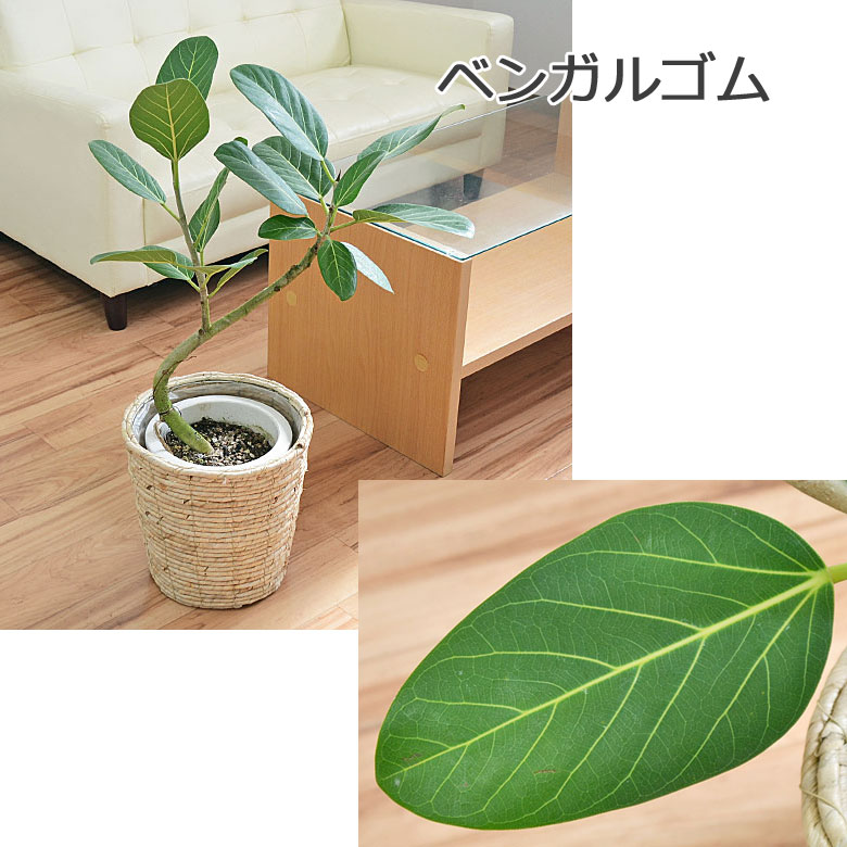 観葉植物 フィカス・ベンガレンシス(ベンガルゴム) 7号 イメージ